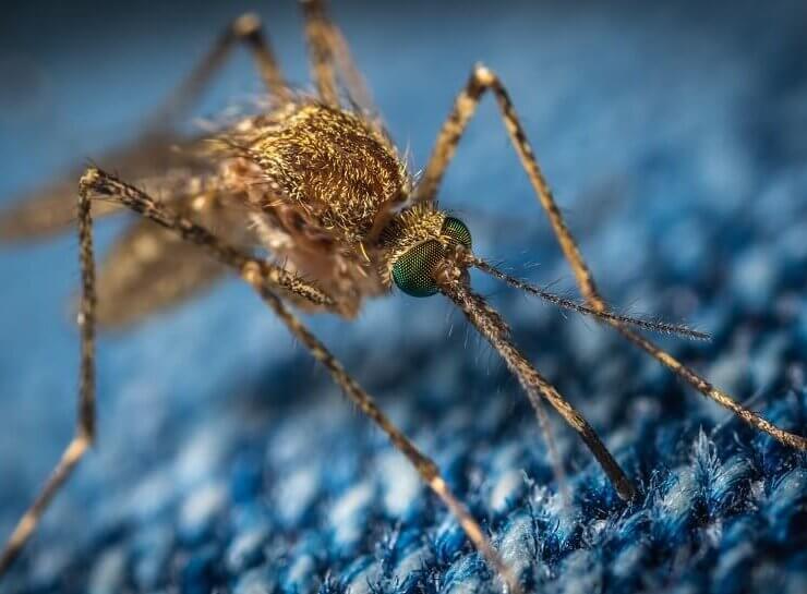 Jak odstraszyć komary