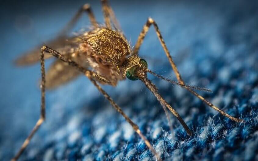 Jak odstraszyć komary